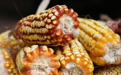 Zambia Update from Lonnie and Fran